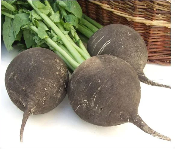 Black Spanish Round Radish Vegetable Seed