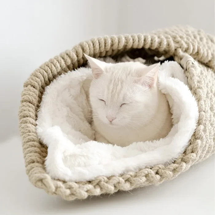 CANNOLO
