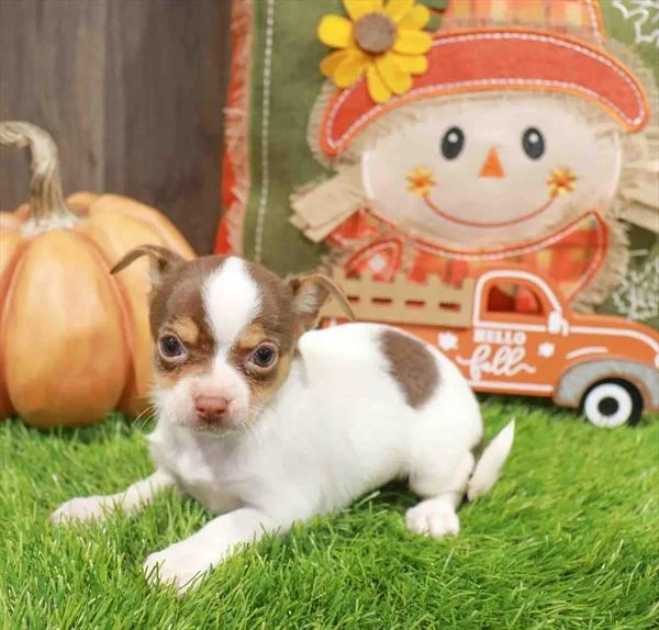 Chihuahua – 8121