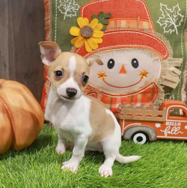 Chihuahua – 8122