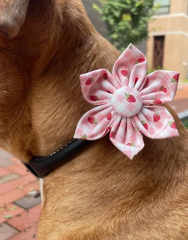CHLOE & MAX Collar Flower Strawberries On Gingham