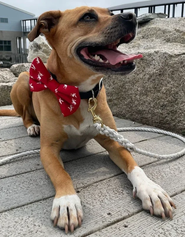 CHUCKLE HOUNDS Bow Tie Red Moose