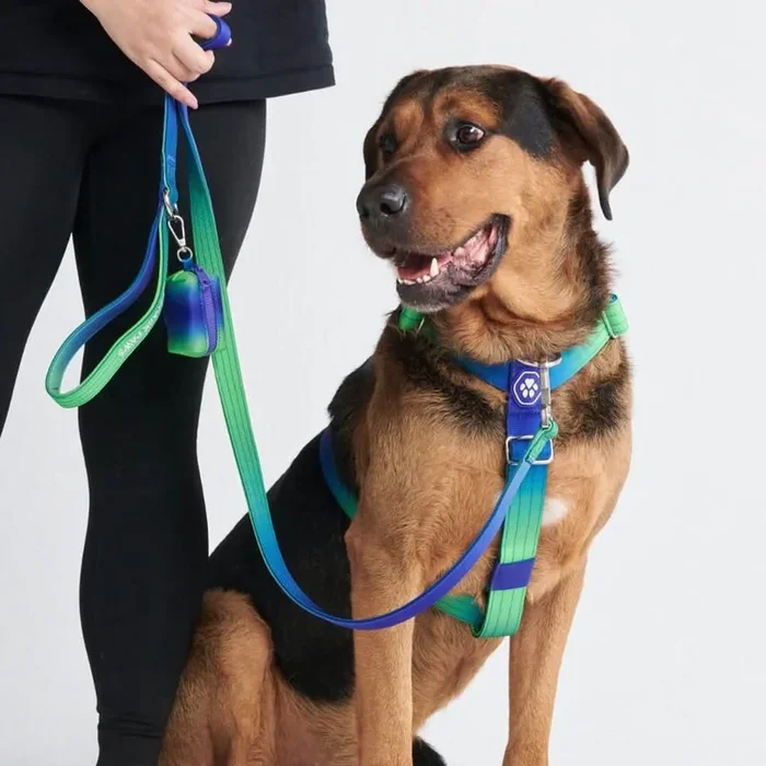 Comfort Control No-Pull Dog Harness Set – Lime Wave