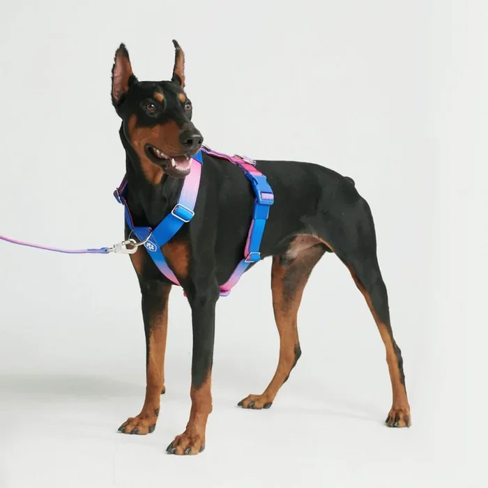 Comfort Control No-Pull Dog Harness Set – Snow Cone