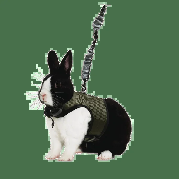 Comfort Harness and Stretchy Leash for Small Animals