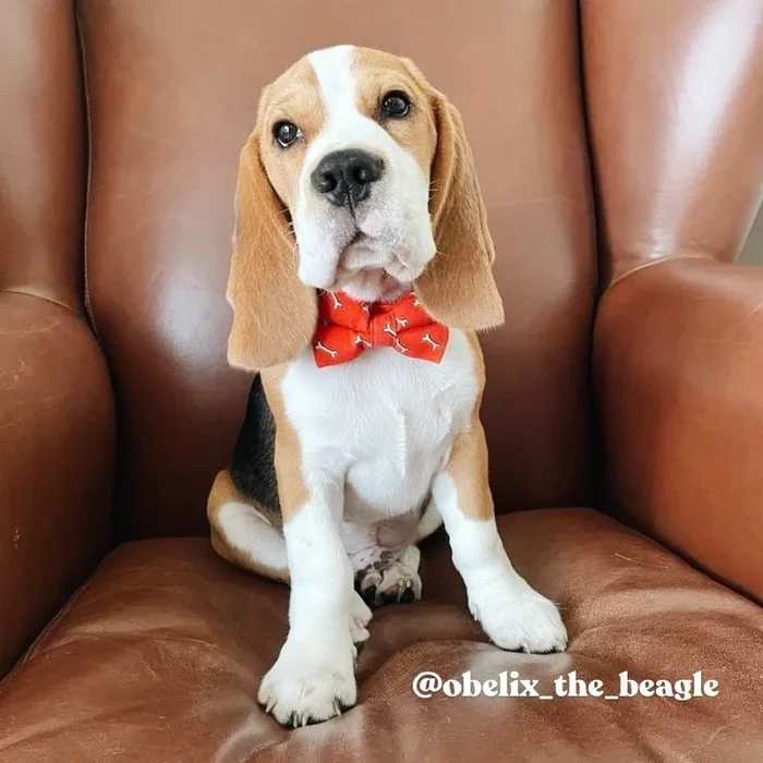 Coral Fetch Signature Band™ + Slide-On Dappertie™