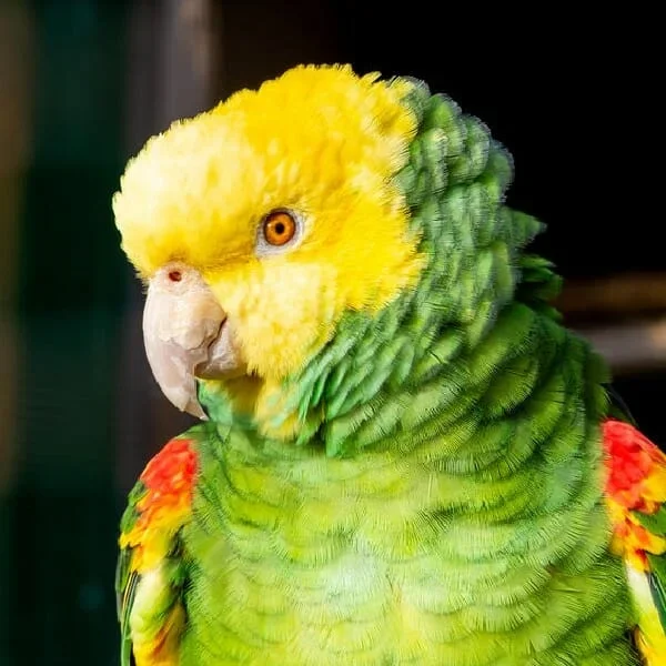 Double Yellow-Headed Amazon Parrot