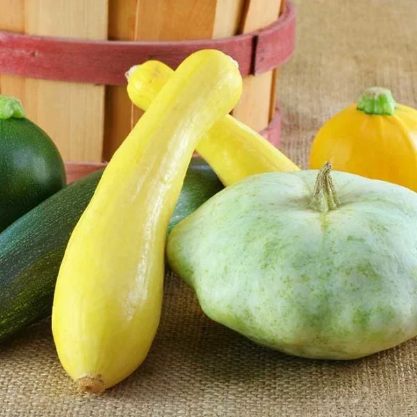 Early Prolific Straightneck Squash Vegetable Seed