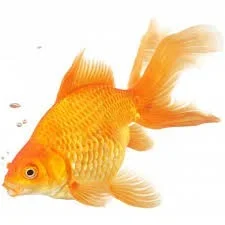 Fantail 5cm