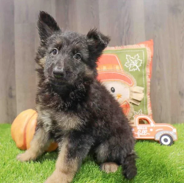 German Shepherd – 1969
