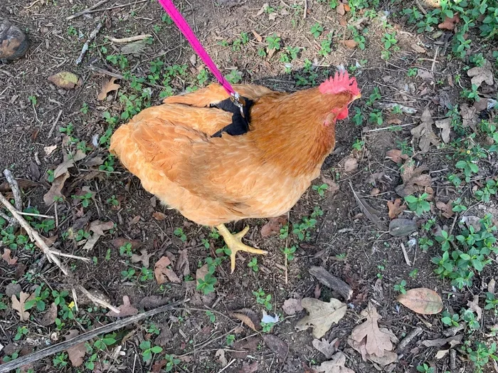 Hen Saver Made-in-the-USA Pet Chicken/Duck Harness