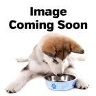 Huxley And Kent Plush Party Time Bone Dog Toy, Pink, Small