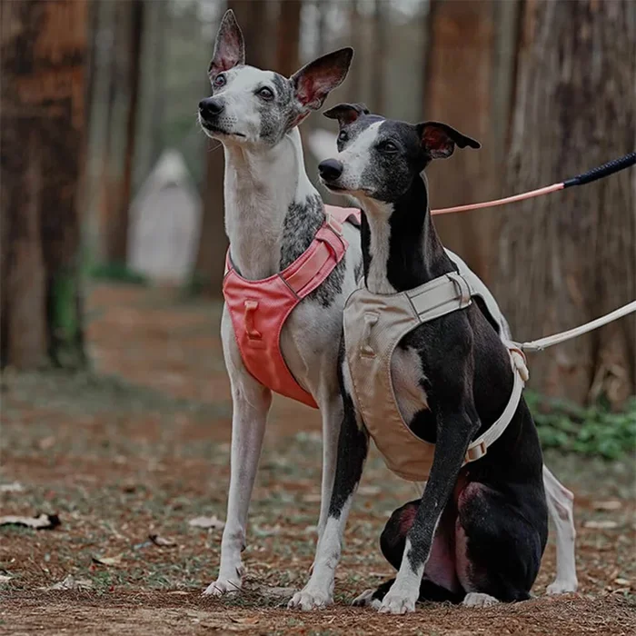 Lightweight Waterproof Breathable Anti-Pull Dog Harness or Multifunctional Leash