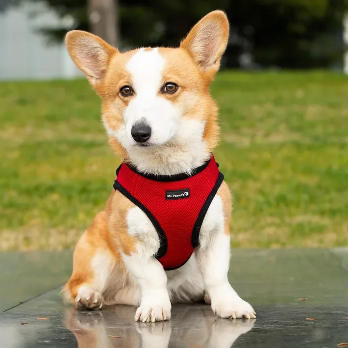 Mr. Peanut’s PupTrek Harness and Leash Set, Small Dog/Cat Soft Mesh Step In Harness Vest