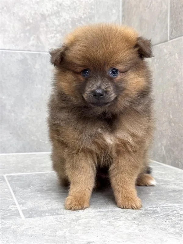 Pomeranian – 7565