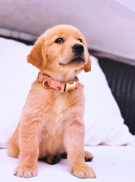 Rosie Strawberry Signature Band™ – Crafted Collar