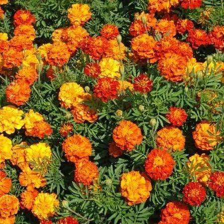 Sparky Marigold Flower Seed
