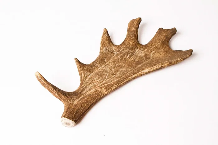 SUEDE WOOD XL