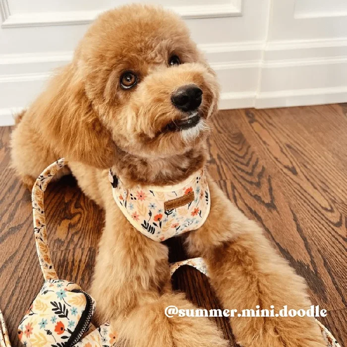 Yellow Floral AllSet™ Harness Matching Bundle